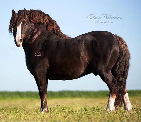 Russian Heavy Draft Stallion, Sapsan